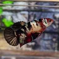 PTC ikan cupang red koi cooper gold Bahan