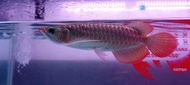 Arwana super red lengkap chip+sertif uk 10 cm up
