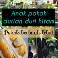 Anak Pokok Durian Duri Hitam - POKOK BERBUAH LEBAT