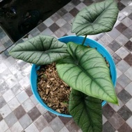 paket 3 tanaman Alocasia Bisma, parasol mini,calathea black lipstik