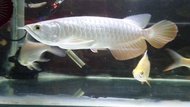 Arwana Golden Red 25cm ikan cakep Arowana RTG