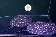 Black Diamond Hybrid Stingray/ Ikan Pari/ Freshwater/ 黑白魟鱼