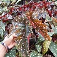 MERAH Ornamental Plant Begonia Red Pink/Begonia Martin Mystery/Begonia Hanging Y