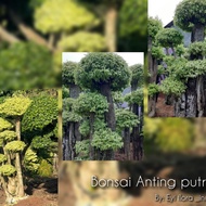 Pohon bonsai anting putri besar