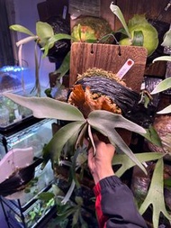 鹿角蕨 P. Willinckii Dwarf Mr. Nook x Veitchii FBC