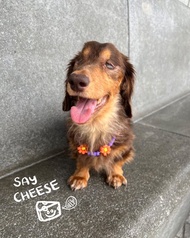 SAY CHEESE 寵物頸鏈