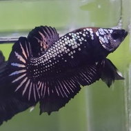 IKAN CUPANG AVATAR COPPER GOLD JANTAN