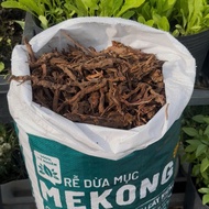 MEKONG COCONUT ROOTS 50DM3 – SECRETS TO SOIL, HEALTHY ROOTS, GREEN TREES