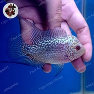 Ikan Louhan / Lohan Cencu Progresan Ajib Real Picture Original Best