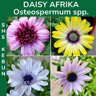 Pokok Bunga Daisy Afrika Daisy Flower African Daisy Plant Flower Plant Outdoor Plant Live Plant SHS