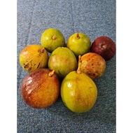 Avacado fresh fruits