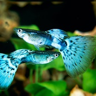 GUPPY BLUE GRASS ( FISH LIVE ) 1 PAIR