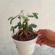 bonsai putri malu