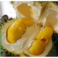 Durian D99 (kancing baju)