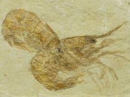 [罕見] 兩隻一板 黎巴嫩 果蝦化石~~中生代白堊紀 (蝦殼保存完好)
