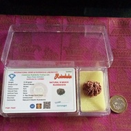 Authentic Lab Tested Nepal 9 Face Rudraksha.