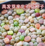 Succulent Seed Stone Flower Seeds Ass Flower Import Mixed Seeds KK Multi Meat Seeds