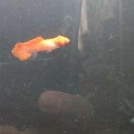 Guppy Albino King Koi