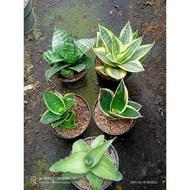 SUNSIVERA OPSI COLOR ADN