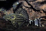 【Sus Aquatic】BROKEN LINE ROYAL PLECO / ORINOCO ROYAL PLECO - 哥伦比亚绿皮皇冠豹异形 / 哥伦比亚白金皇冠豹异形【L191 / L190】