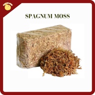 Isopod King - [300g] Ready-To-Use Spagnum Moss [For Bioactive Terrariums and Isopod Enclosures]