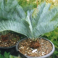 หัวหน่อปรงนา (ต่อหัว) Cycas siamensis ขนาด 23-29 เซนติเมตร