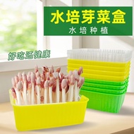 Seedling dish box tray balcony hydroponic vegetable planting container organic bean sprout育苗盘盒托盘阳台水培