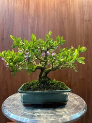 Linh sam 86 bonsai kèm chậu Bát Tràng đã tạo dáng