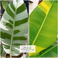 🌱Rare Banana🌱Banana variegated 🌱Banana yellow variegated 🌱 musa banana ice cream variegated🌱Ready st