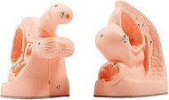 Catheterization Model, Male and Female Catheter Anatomy Teach Set, Internal and External reproductiv