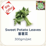 Sweet Potato Leaves/Vegetables//番薯叶/树苗/300gm