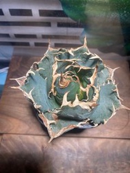 老白鯨 龍舌蘭 Agave