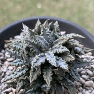 euphorbia tulearensis blue