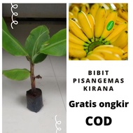 Bibit Pisang Emas Kirana Bibit Pisang Mas Bibit Tanaman Pisang Emas Kirana Bibit Pohon Pisang Mas