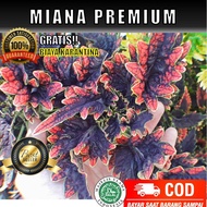 EKOR NO. Miyana Mayana Miana HIAS MIANA TANAMAN COD PREMIUM 11 Stek Ba