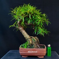 bonsai beringin california