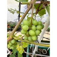 🍇🌱Anak Pokok Anggur Alphonso Lavella🌱🍇| IAC | Jupiter