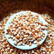 jagung pipil kering ukuran besar untuk pakan ternak