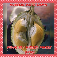 🔥RARE🔥 POKOK DURIAN MDUR 88 HYBRID (D190) / Hybrid Mardi / Durio Zibethinus / Live Plants