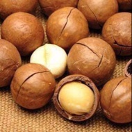 Pokok kacang macadamia