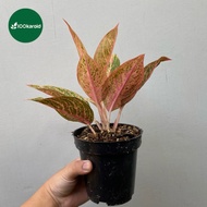 Tanaman Hias Aglonema Legacy | Aglaonema Aglo Legacy