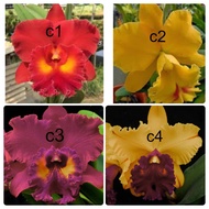 [Fragrant] - Cattleya Hybrid 4' pot ( No flower, big size flower )