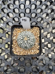 Augustfame - Astrophytum Asteria Superkabuto F5 超兜V 仙人球 cactus succulent