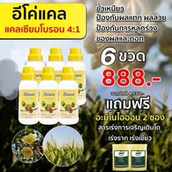 อีโค่แคล 6ขวด (แถมอะมิโนไออ้อน 2 ซอง) แคลเซียมโบรอน รูปแบบคีเลต ป้องกันผลแตก ลดการหลุดร่วง ขั้วเหนีย