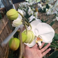 tanaman bibit anggrek bulan -, bunga putih