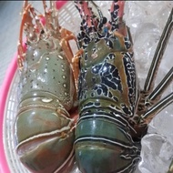 sale Lobster Laut Segar Berkualitas 1Kg berkualitas