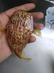 Buntal DUREN - Ikan Hias Aquarium Air Laut