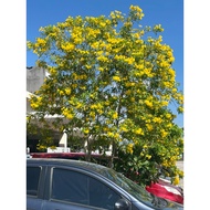 Biji benih pokok bunga tecoma stans, yellow bells