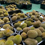 BNT - 941 promo durian musang king utuh fresh Malaysia |durian terbaik