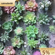 CATMALLER88 Green Desktop Fake Plants Bedroom 27 Styles Artificial Succulents Plants